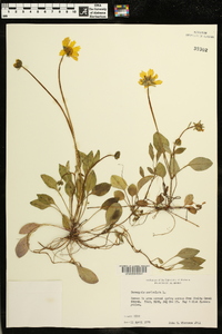 Coreopsis auriculata image