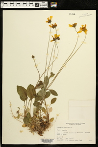 Coreopsis auriculata image