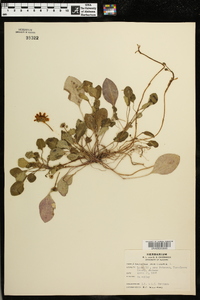 Coreopsis auriculata image