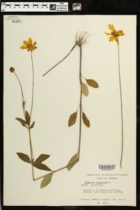 Coreopsis auriculata image