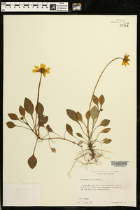 Coreopsis auriculata image