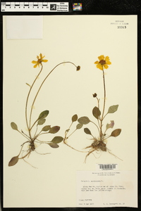 Coreopsis auriculata image