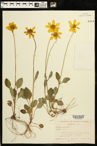 Coreopsis auriculata image