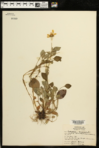 Coreopsis auriculata image