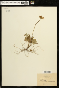 Coreopsis auriculata image