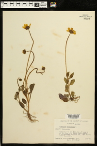 Coreopsis auriculata image