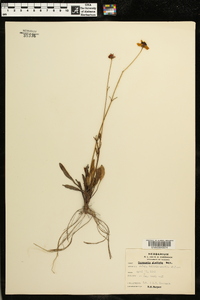 Coreopsis linifolia image