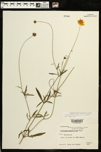 Coreopsis grandiflora image