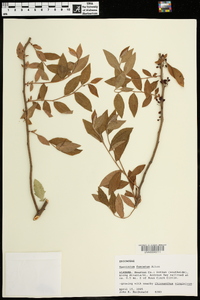 Vaccinium fuscatum image