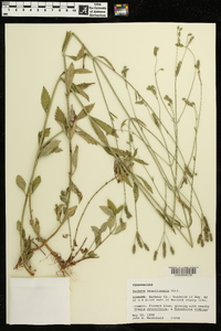 Verbena brasiliensis image