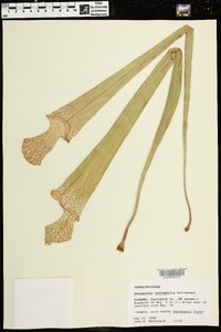 Sarracenia leucophylla image