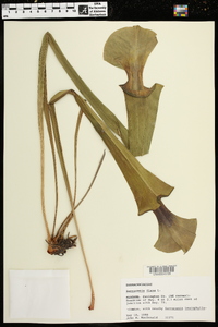 Sarracenia flava image