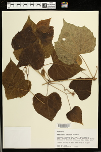 Ampelopsis cordata image