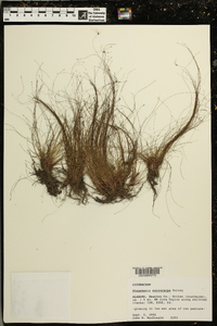 Eleocharis microcarpa image