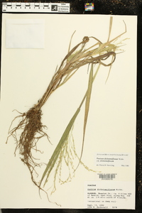 Panicum dichotomiflorum subsp. dichotomiflorum image