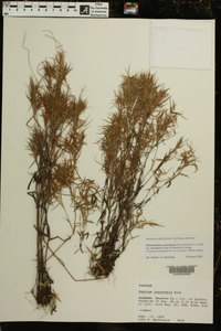 Dichanthelium acuminatum subsp. leucothrix image