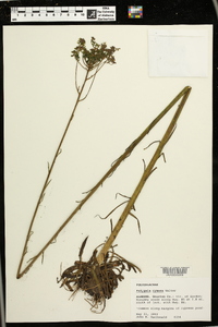 Polygala cymosa image