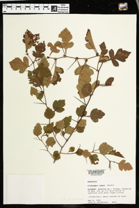 Crataegus robur image