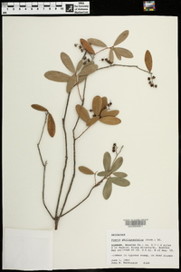 Pieris phillyreifolia image