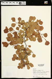 Crataegus lacrimata image