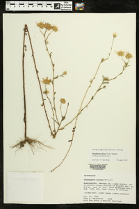 Bradburia pilosa image