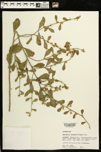 Baccharis glomeruliflora image