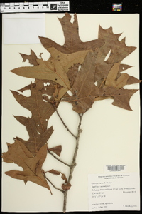 Quercus laevis image