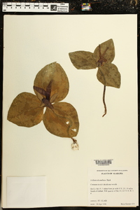 Trillium decumbens image