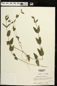 Eupatorium pilosum image