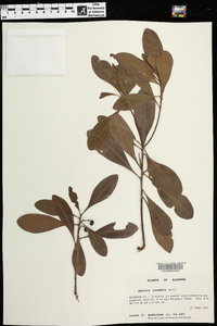 Myrica inodora image