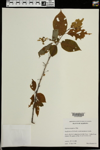 Halesia carolina image