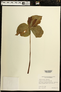 Trillium cuneatum image