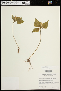 Viola tenuipes image