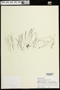 Stipulicida setacea image