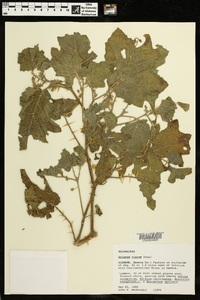 Solanum viarum image