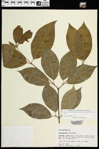 Calycanthus floridus var. glaucus image