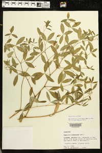 Baptisia albescens image