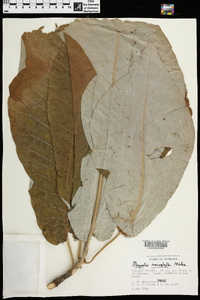 Magnolia macrophylla image