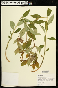 Amsonia tabernaemontana image