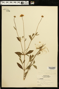 Coreopsis auriculata image