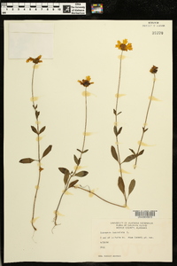 Coreopsis lanceolata image