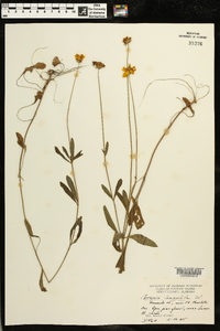 Coreopsis lanceolata image