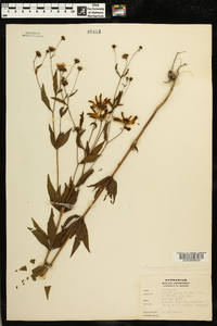 Coreopsis major image