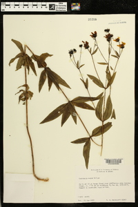 Coreopsis major image