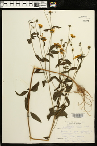 Coreopsis major image