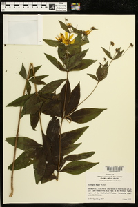 Coreopsis major image