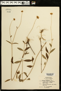 Coreopsis pubescens image