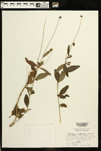 Coreopsis pubescens image