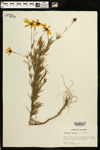 Coreopsis pulchra image