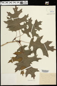 Quercus coccinea var. tuberculata image